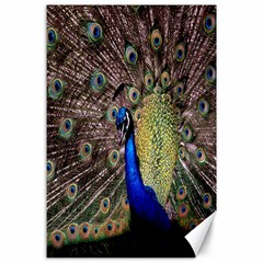 Multi Colored Peacock Canvas 24  X 36 