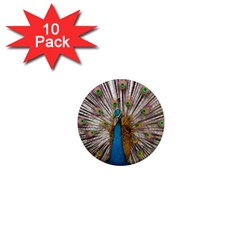 Indian Peacock Plumage 1  Mini Magnet (10 Pack)  by Simbadda