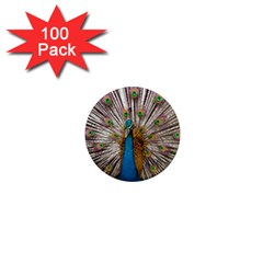 Indian Peacock Plumage 1  Mini Magnets (100 Pack)  by Simbadda