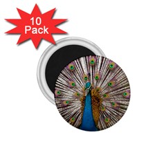 Indian Peacock Plumage 1 75  Magnets (10 Pack)  by Simbadda