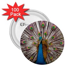 Indian Peacock Plumage 2 25  Buttons (100 Pack)  by Simbadda