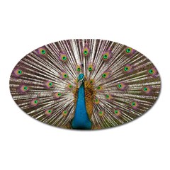 Indian Peacock Plumage Oval Magnet by Simbadda