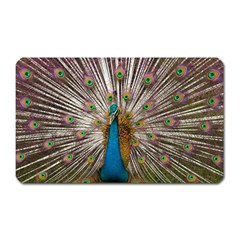 Indian Peacock Plumage Magnet (rectangular) by Simbadda