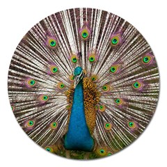 Indian Peacock Plumage Magnet 5  (round) by Simbadda