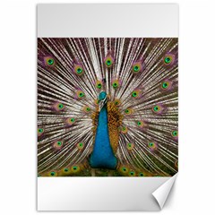 Indian Peacock Plumage Canvas 12  X 18   by Simbadda