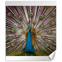 Indian Peacock Plumage Canvas 20  X 24   by Simbadda