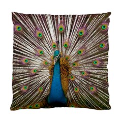 Indian Peacock Plumage Standard Cushion Case (one Side) by Simbadda