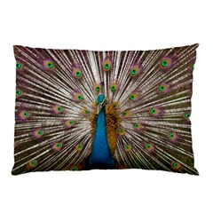 Indian Peacock Plumage Pillow Case by Simbadda