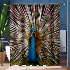 Indian Peacock Plumage Shower Curtain 60  X 72  (medium)  by Simbadda