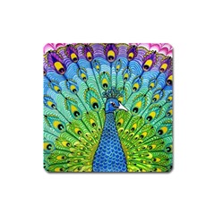 Peacock Bird Animation Square Magnet