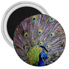 Peacock Bird Feathers 3  Magnets by Simbadda