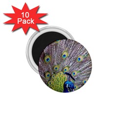 Peacock Bird Feathers 1 75  Magnets (10 Pack)  by Simbadda