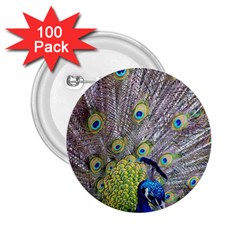 Peacock Bird Feathers 2 25  Buttons (100 Pack)  by Simbadda