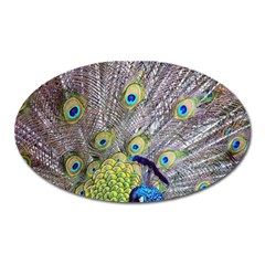 Peacock Bird Feathers Oval Magnet by Simbadda