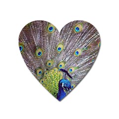 Peacock Bird Feathers Heart Magnet by Simbadda