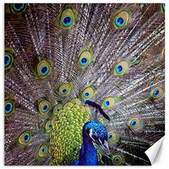 Peacock Bird Feathers Canvas 12  X 12   by Simbadda