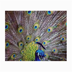 Peacock Bird Feathers Small Glasses Cloth (2-side) by Simbadda