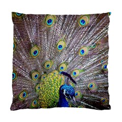 Peacock Bird Feathers Standard Cushion Case (two Sides) by Simbadda