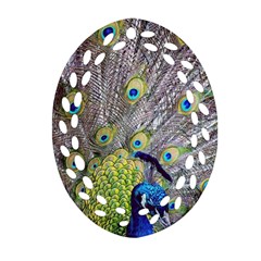 Peacock Bird Feathers Ornament (oval Filigree) by Simbadda