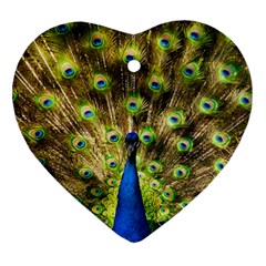 Peacock Bird Ornament (heart) by Simbadda