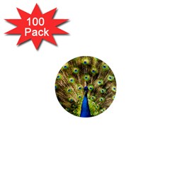 Peacock Bird 1  Mini Magnets (100 Pack)  by Simbadda