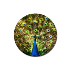 Peacock Bird Magnet 3  (round)