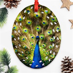 Peacock Bird Ornament (oval Filigree) by Simbadda