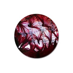 Jellyfish Ballet Wind Magnet 3  (round) by Simbadda