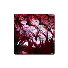 Jellyfish Ballet Wind Square Magnet by Simbadda