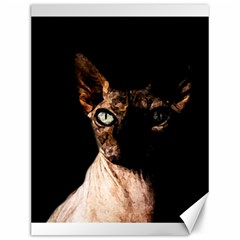 Sphynx Cat Canvas 12  X 16  