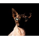 Sphynx cat Deluxe Canvas 14  x 11  14  x 11  x 1.5  Stretched Canvas