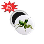 Mantis 1.75  Magnets (100 pack)  Front