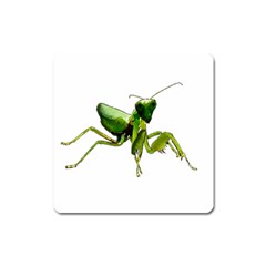 Mantis Square Magnet by Valentinaart