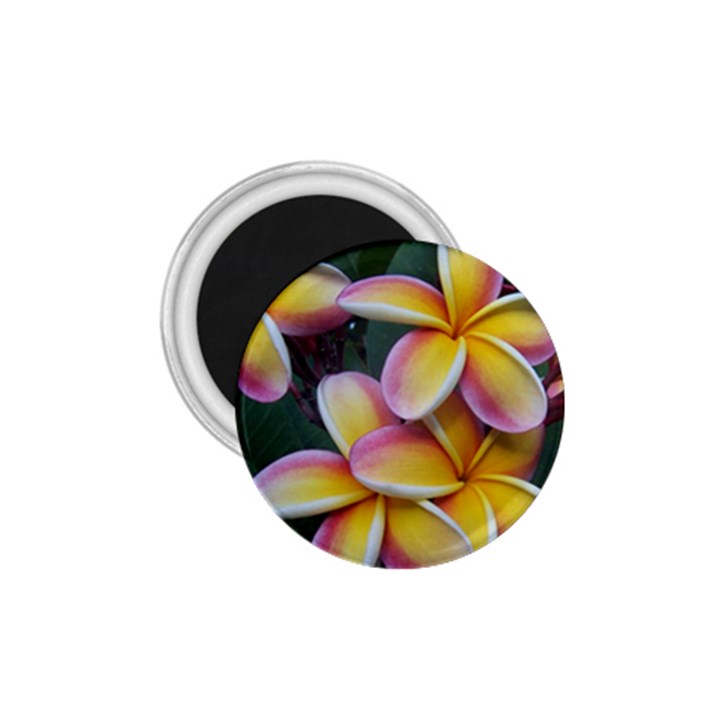 Premier Mix Flower 1.75  Magnets