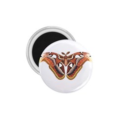 Butterfly Animal Insect Isolated 1 75  Magnets by Simbadda