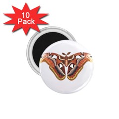 Butterfly Animal Insect Isolated 1 75  Magnets (10 Pack)  by Simbadda