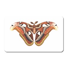 Butterfly Animal Insect Isolated Magnet (rectangular) by Simbadda