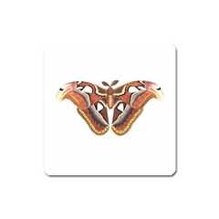 Butterfly Animal Insect Isolated Square Magnet by Simbadda