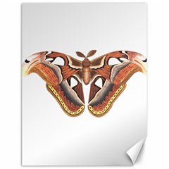 Butterfly Animal Insect Isolated Canvas 18  X 24   by Simbadda