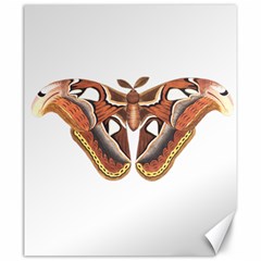 Butterfly Animal Insect Isolated Canvas 20  X 24   by Simbadda