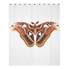 Butterfly Animal Insect Isolated Shower Curtain 60  X 72  (medium)  by Simbadda