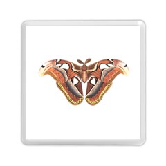 Butterfly Animal Insect Isolated Memory Card Reader (square) 