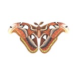 Butterfly Animal Insect Isolated Deluxe Canvas 14  x 11  14  x 11  x 1.5  Stretched Canvas