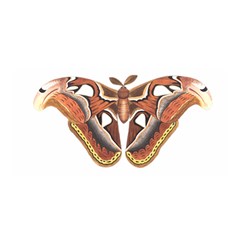 Butterfly Animal Insect Isolated Satin Wrap