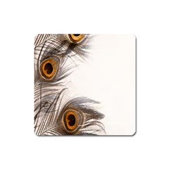 Peacock Feathery Background Square Magnet by Simbadda