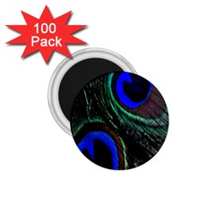 Peacock Feather 1 75  Magnets (100 Pack)  by Simbadda