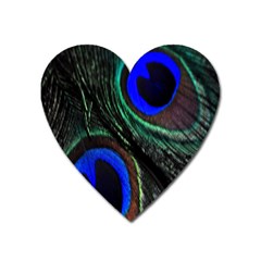 Peacock Feather Heart Magnet by Simbadda