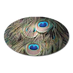 Colorful Peacock Feathers Background Oval Magnet by Simbadda