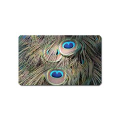 Colorful Peacock Feathers Background Magnet (name Card) by Simbadda