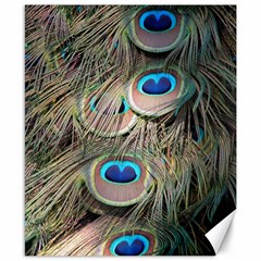 Colorful Peacock Feathers Background Canvas 8  X 10  by Simbadda